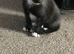 Female kitten & one male