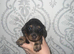 Kc gorgeous miniature dachshund puppies