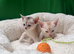 Champion BL Cinnamon Silver Abyssinian Female Available