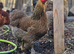 Bantam Brahma hens, NOW LAYING, garden chicken