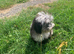 Stunning  miniature sheepadoodle boys