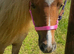 Stunning Red Dun Shetland Mare
