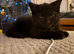 4 Beautiful BSH babies