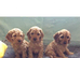 Cockapoo puppies