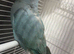Indian ring neck