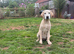 Lovely Labrador dog in need of a home
