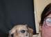 Puppies ready Togo 2nd of November