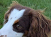 Beautiful spaniel girl