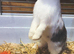 2 girls with full set up, bedding, hay, food etc