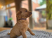 4 Gorgeous Labradoodle Girls Ready to Go!