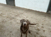 Silver Labrador kc reg bitch