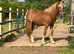 Chestnut Welsh D