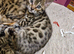 Bengal kittens