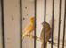 Redpoll cocks x2