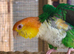 Pair of Green-Thighed Caiques RARE