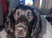 11 month old WORKING cocker spaniel