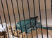 Kakarike