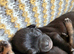 Chihuahua x Pug Puppies For Sale
