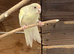3 Kakarikis for sale, Redditch
