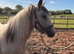 Heavy yearling filly