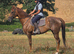 Super sweet 16.2hh gelding