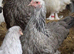 Large Fowl Exhibition Dark Brahma X 6 Hatching Eggs