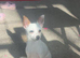 Chihuahua girl
