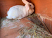 Huge Flemish Giant Female