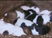 Stunning jack russells