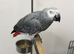 African Grey Forsale