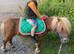 Spsps registered miniature Shetland stud