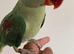 Baby alexandrine