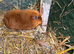 Female guinea pigs