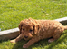 Boy Cockapoo puppy