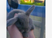 Mini lop bunnies male and female left 8 weeks old