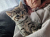 Kitten for sale
