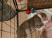 English bulldog puppy