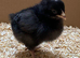 Day old female hybrid chicks