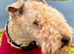 LAKELAND TERRIER  KC REGISTERED