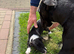 English Bull Terrier