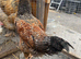 Chicken for sale