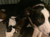 5 puppies for sale