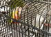 Conure breeding pear 349