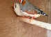 Zebra finches for sale