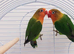 Fischer lovebirds with starter food for sale