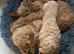 Stunning cockapoo f1b pups