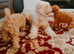 Toy cavapoo