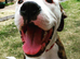 Struggling with your dog's behaviour?  Puppy biting you??