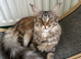 Maine Coon future queen