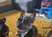French/English bulldog puppy